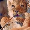 Cute Baby Lion Animal paint by numbers