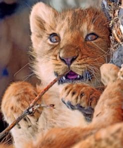 Cute Baby Lion Animal paint by numbers