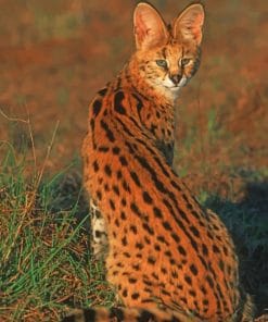 Cute Small Wild Cat paint by numbers