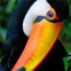 Cute Toco Toucan paint by numbers