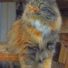 Domestic Long Haired Cat paint by numbers
