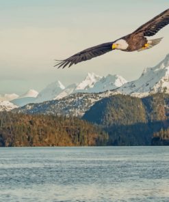 Eagle Flying Over Mountains And Lake paint by numbers