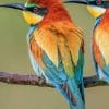 European Bee Eater paint by numbers
