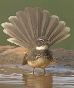 Fantail Bird Bathing In Shallow Water paint by numbers