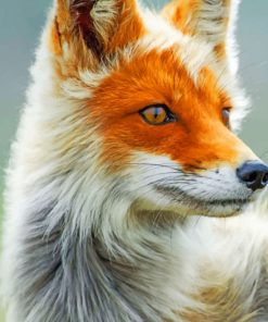 Fox Portrait paint by numbers
