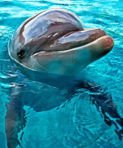 Friendly Dolphin Mammal paint by numbers
