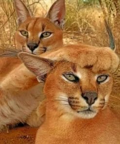 Funny Caracal Cats paint by numbers