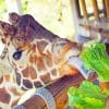 Giraffe Animal In Jacksonville Zoo paint by numbers