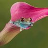 Green Tree Frog On A Pink Calla Lily paint by numbers