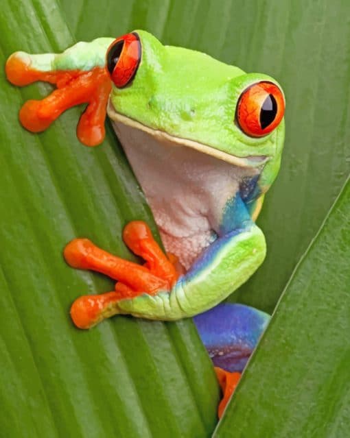 Green Tree Frog With Red Eyes paint by numbers