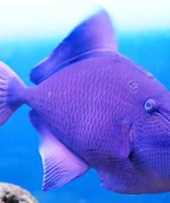 Purple Triggerfish Atlantic Ocean paint by numbers