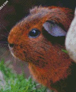guinea pig rodent cute eyes fur diamond paintings