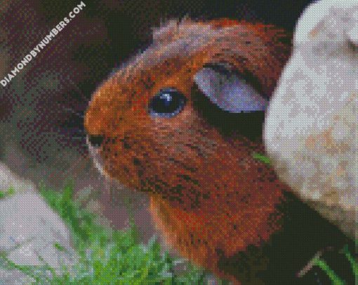 guinea pig rodent cute eyes fur diamond paintings