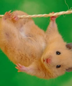 Hamster Doing Stunts paint by numbers