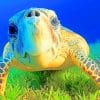 Hawksbill Sea Turtle In Bahamas Atlantis paint by numbers