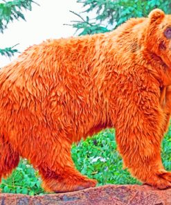 Kodiak Bear Animal paint by numbers
