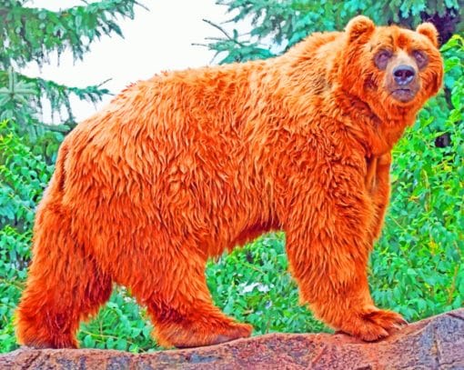 Kodiak Bear Animal paint by numbers