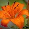 Lily Plant Orange Flower paint by numbers