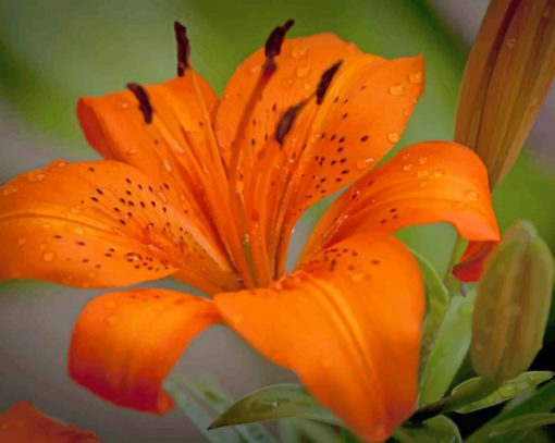 Lily Plant Orange Flower paint by numbers