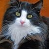 Long Hair Tuxedo Cat paint by numbers