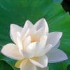 Lotus White Flower paint by numbers