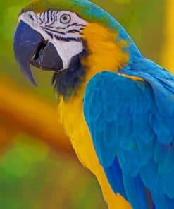 Macaw Parrot paint by numbers