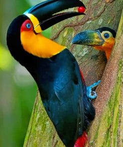 Mommy And Baby Toucan paint by numbers