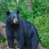 North American Black Bear paint by numbers paint by numbers