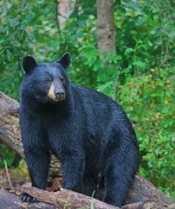 North American Black Bear paint by numbers paint by numbers
