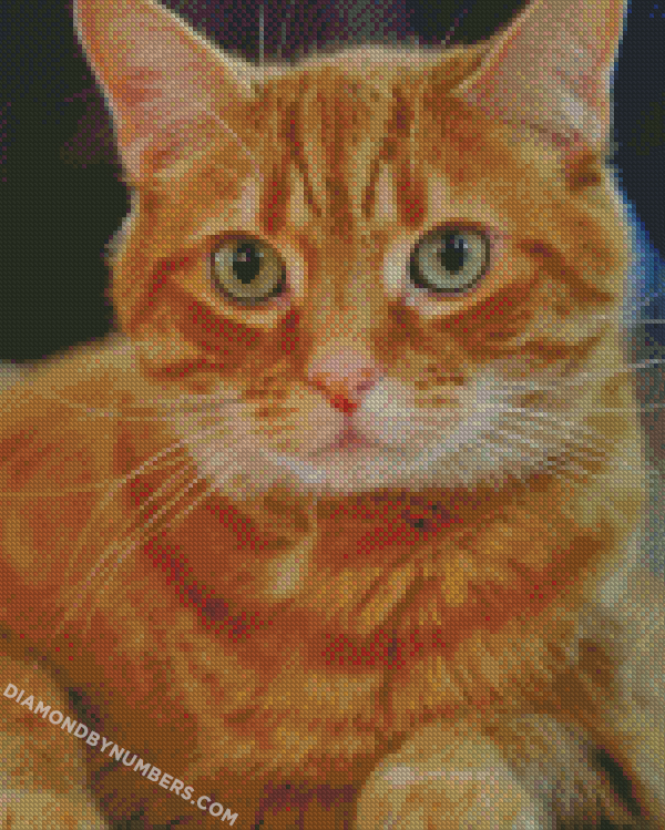 Aesthetic Orange Tabby Cat - Diamond Paintings 