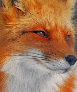 Orange Fox Face paint by numbers