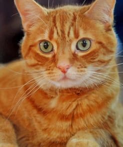 Orange Cat With Green Eyes paint by numbers
