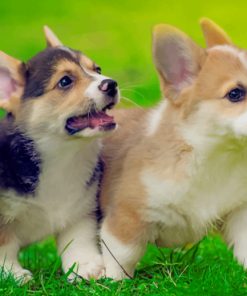 Pembroke Welsh Corgi Puppies Running paint by numbers