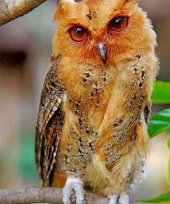 Philippine Scops Owl paint by numbers
