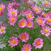 Pink Aster Flowers paint by numbers