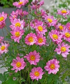 Pink Aster Flowers paint by numbers