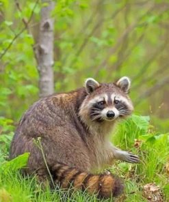 Raccoon In The Forest paint by numbers