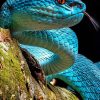 Real Blue Viper Snake paint by numbers