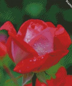 red and pink rose diamond paintings