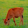 Red Calf Grazes paint by numbers