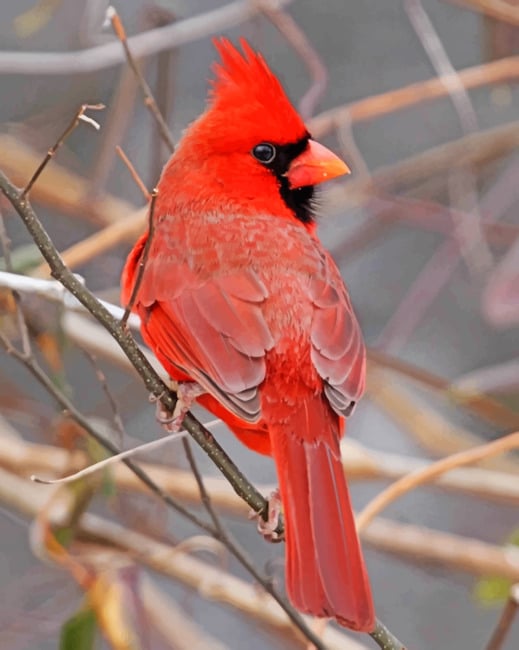 Red Cardinal Bird - 5D Diamond Painting 