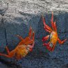 Red Crabs On Rocks paint by numbers