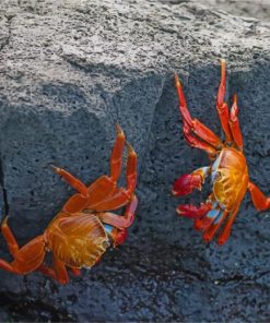 Red Crabs On Rocks paint by numbers