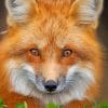 Red Fox Face paint by numbers