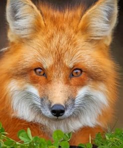 Red Fox Face paint by numbers