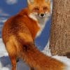 Red Fox In The Snow paint by numbers