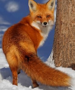 Red Fox In The Snow paint by numbers