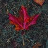 Red Maple Leaf In Fall paint by numbers