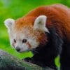 Red Panda In Tree paint by numbers
