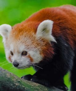 Red Panda In Tree paint by numbers